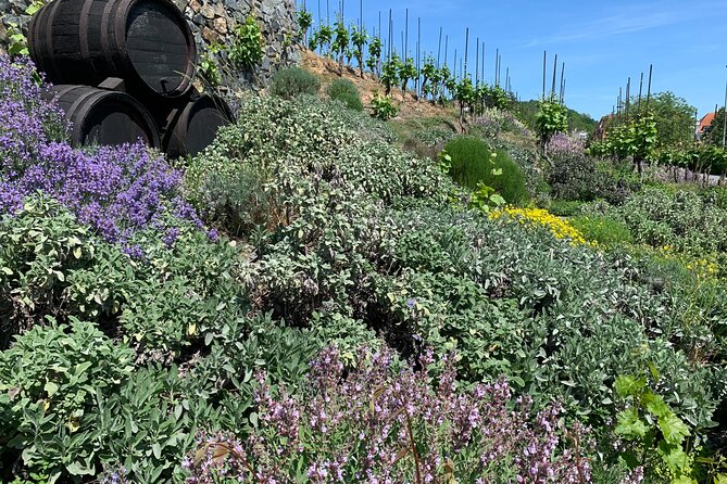 Prague´s Hidden Vineyards Private Tour - What Makes This Tour Different From a Standard Prague Wine Day