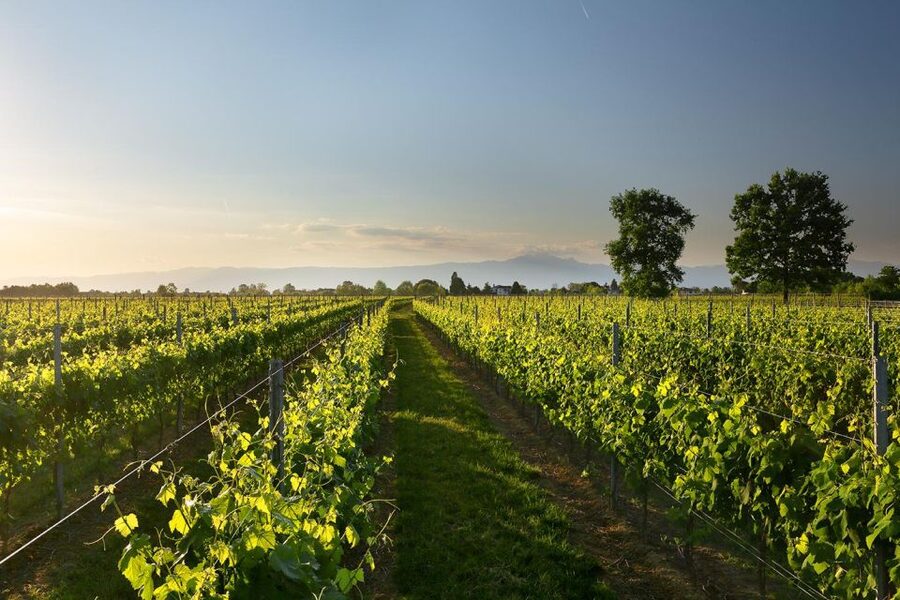 Pramaggiore: Ornella Bellia Winery Guided Tour & Tasting - DOCG context that helps you taste smarter