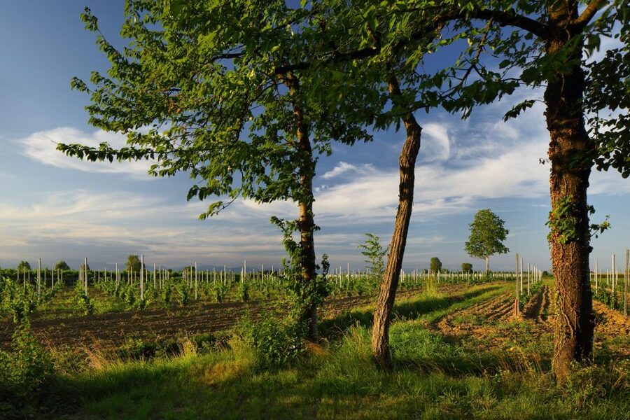 Pramaggiore: Ornella Bellia Winery Guided Tour & Tasting - Food, art details, and why the room matters