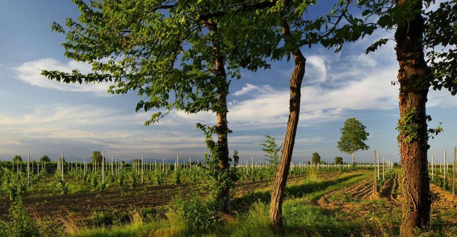 Pramaggiore: Ornella Bellia Winery Guided Tour & Tasting - When your timing hits harvest season