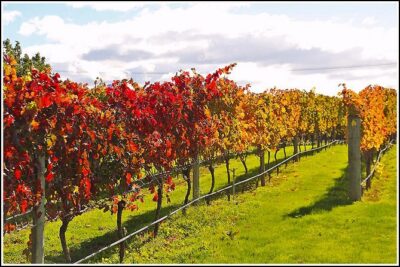 Premium 4 -Best Wineries Napier Hawke's Bay Tour, 5.5h - 6Hours - Why This Plan Works So Well From Napier