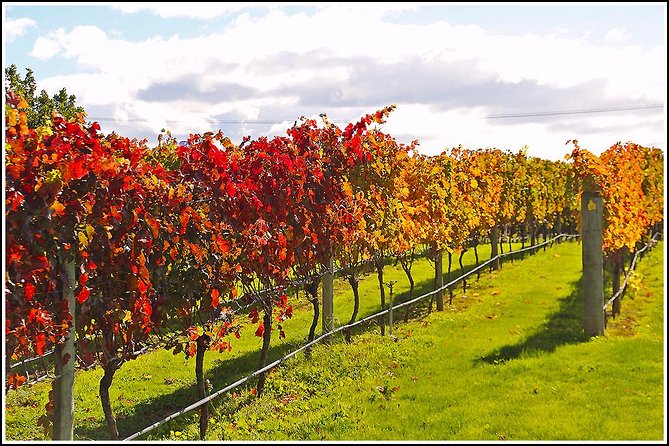 Premium 4 -Best Wineries Napier Hawke's Bay Tour, 5.5h - 6Hours - Why This Plan Works So Well From Napier