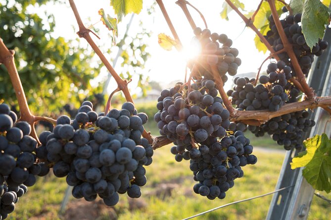 Premium Hunter Valley Wine Tour with Lunch from Sydney - Wine + cheese and wine + chocolate: why the pairings matter