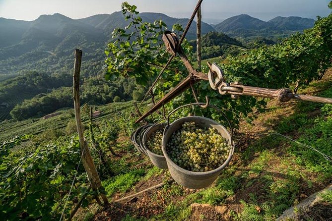 Premium Prosecco Hills Winery Tour with Prosecco Tastings & Food - From Piazzale Roma to Prosecco Hills: the easy start