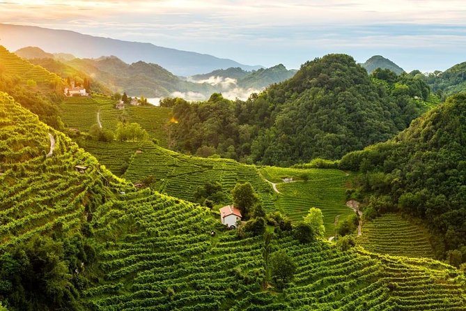 Premium Prosecco Hills Winery Tour with Prosecco Tastings & Food - Price and value: what you’re really paying for at $247.39