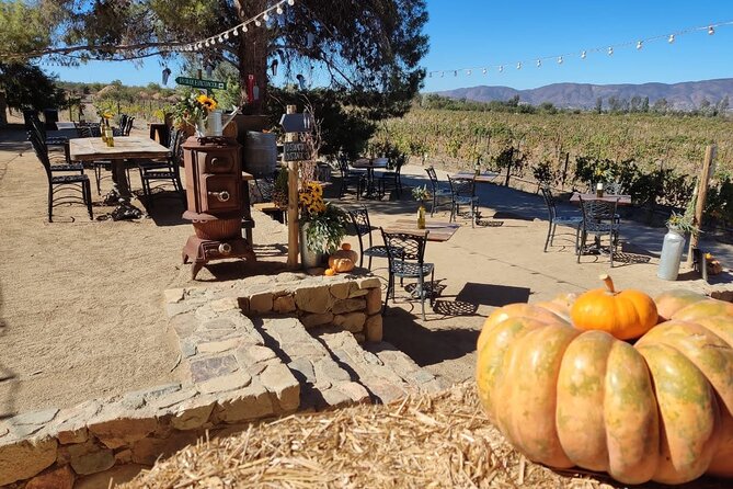 Premium Valle de Guadalupe Wine and Food Tour - The van details that make the day feel easy