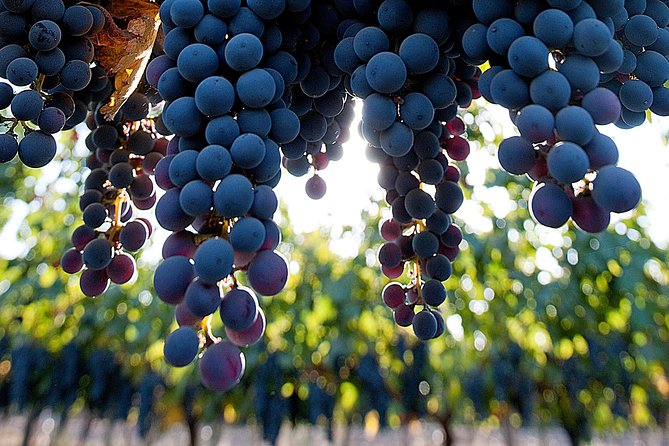 "Premium Wine Tour" Viña Cousiño Macul Official english - Getting to the Peñalolén meeting point without stress