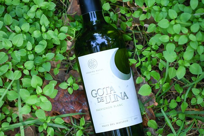 "Premium Wine Tour" Viña Cousiño Macul Official english - Tips to enjoy it more (and miss less)
