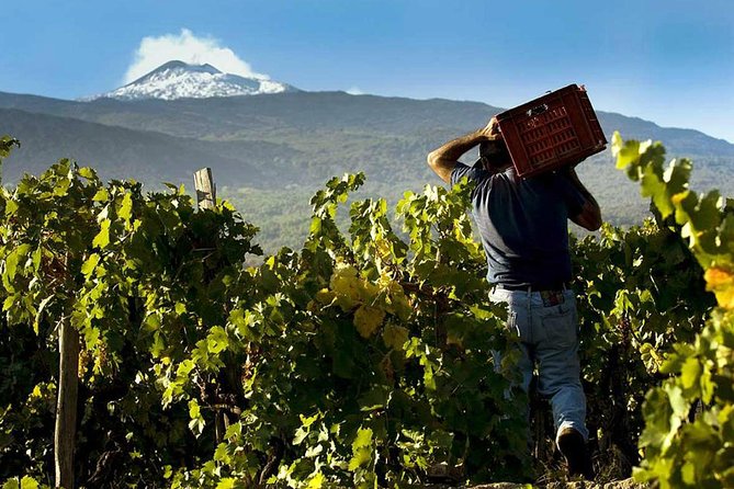 Private 6-Hour Tour of Three Etna Wineries with food&wine tasting - A Private Etna Wine Day That Feels Like Local Time