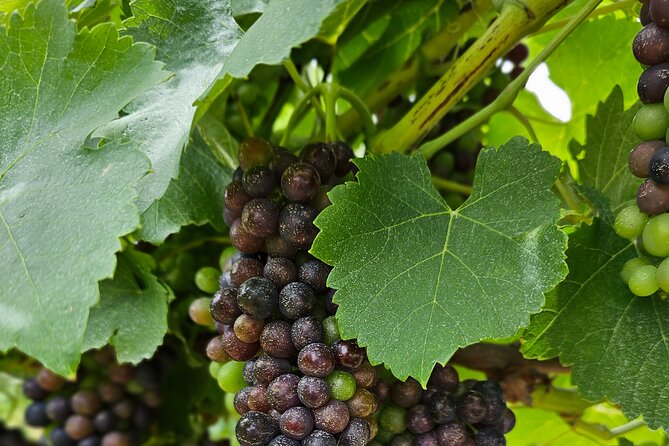 Private Canberra Winery Tour with lunch - How the winery stops work: tastings plus real cellar-door conversation
