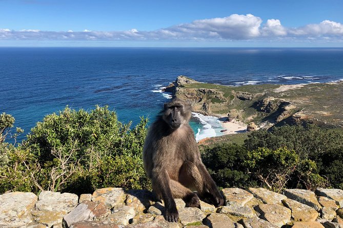 Private Day Tour to Cape Point , Penguins, Wine or Beer Tasting - Chapman’s Peak Drive and Noordhoek Beach: the scenery drive you’ll remember