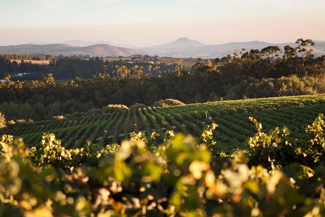 Private Full Day Stellenbosch Wine Tour with Pick Up and Drop Off - Stellenbosch wine tasting feels easier with a private driver