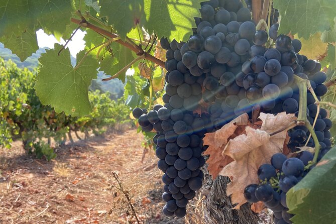 Private Full-Day Wine Tour from Lisbon with Tastings - Quinta do Alcube: wine between mountains and the Atlantic