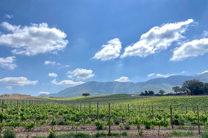 Private Full-Day Wine Tour from Lisbon with Tastings - Jose Maria de Fonseca: a family story dating back to 1834