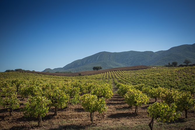 Private Lisbon Arrabida Wine Tour: Food & Wines, Mountain and Sea - One Long Day From Lisbon to Arrábida: What the Flow Feels Like