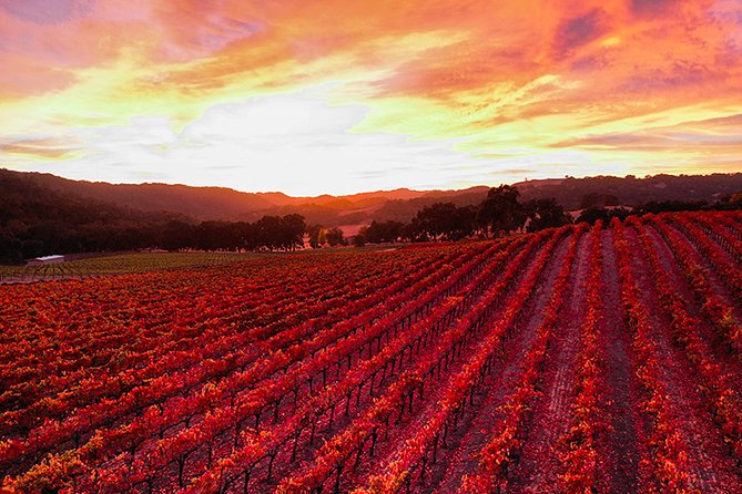 Private or Semi-Private Wine Tasting Tour from Paso Robles - What the Day Feels Like with Real Guides (Jeremy, Elizabeth, and More)