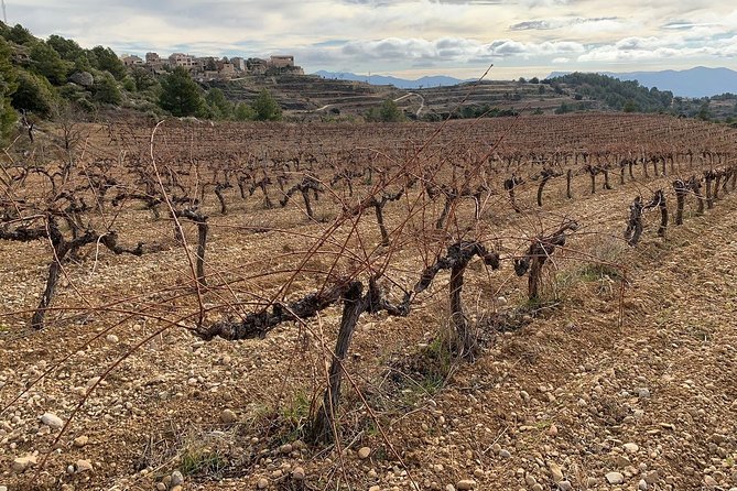 Private Priorat Tour with Wine Tastings & Lunch from Barcelona - Value check: does $580.50 make sense?