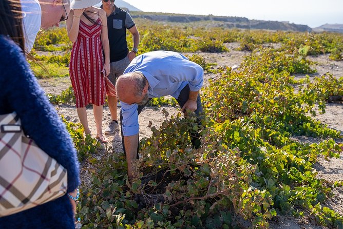 Private Santorini Wine Roads Tour with Tastings - Price and value: what $748.21 gets you for up to two