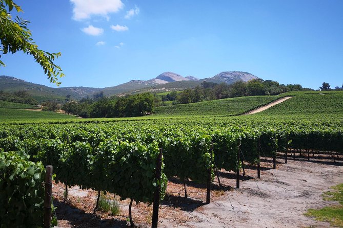 Private Stellenbosch, Franschhoek Paarl Wine Tour from Cape Town - A smooth way to see the Cape Winelands without the stress