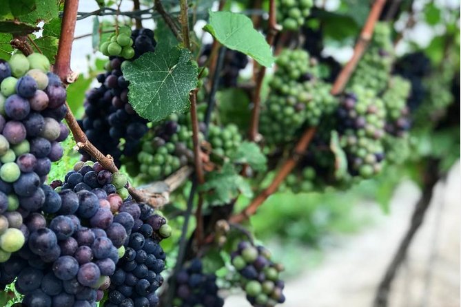 Private Wine & Charcuterie Tour (Customizable) - The day’s format: four timed winery stops