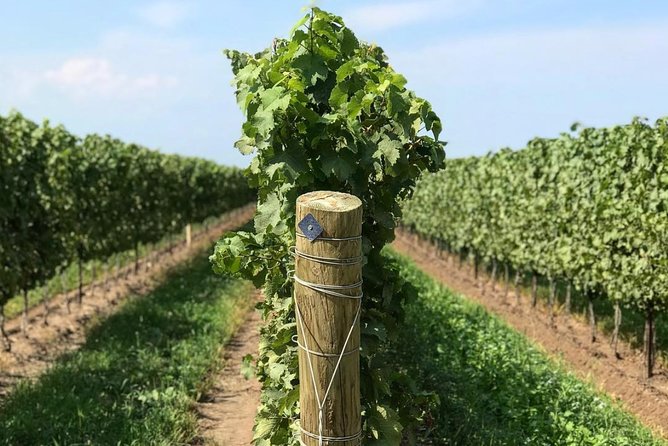 Private Wine & Charcuterie Tour (Customizable) - Chateau Des Charmes: estate tastings with light fare