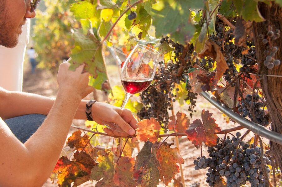 Private Wine, Tapas & Cava Experience from Barcelona - Best Fit: Who Should Book This Wine and Cava Tour