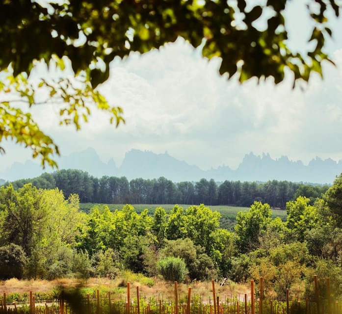 Private Wine, Tapas & Cava Experience from Barcelona - Value for Money: Is $583 Worth It?