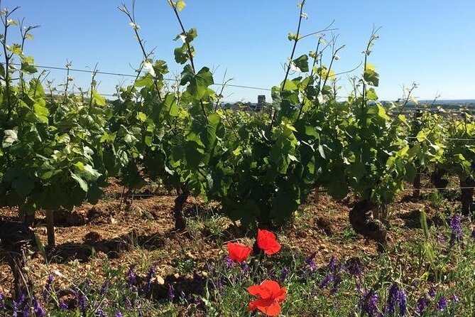 Private Wine Tasting Tour - Burgundy Uncorked!! - Key Points You Should Know Before You Go