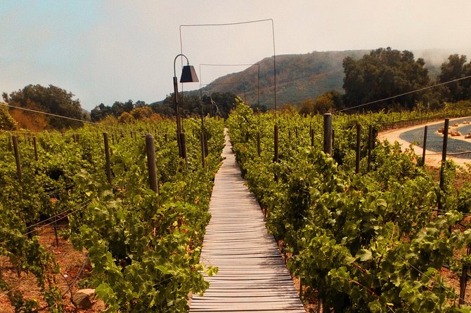 Private Wine Tour at Valle de Guadalupe (A wine tasting included). - Lunch in the Valley: Food Truck Relaxed or a Booked Reservation