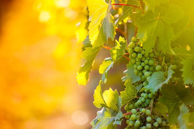 Private Wine Tour in Niagara-on-the-Lake w/ cheese & charcuterie - The 5-hour rhythm: 3 wineries plus time in Niagara-on-the-Lake