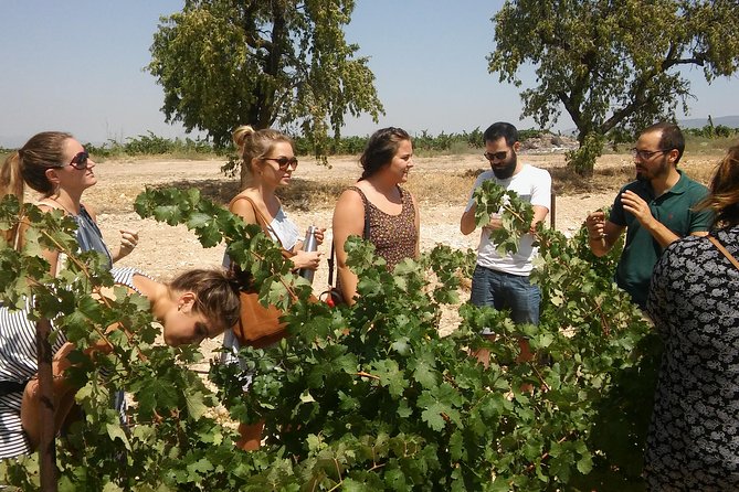 Private Wine Tour with Wine Tasting and Full Lunch (day trip) - Key Highlights You’ll Care About
