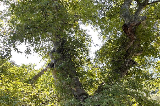 PRIVATE-Zeus Cave-Knossos-Olive oil Factory-Traditional Villages. - Krasi’s plane tree and Mochos’ narrow lanes: the village side of Crete