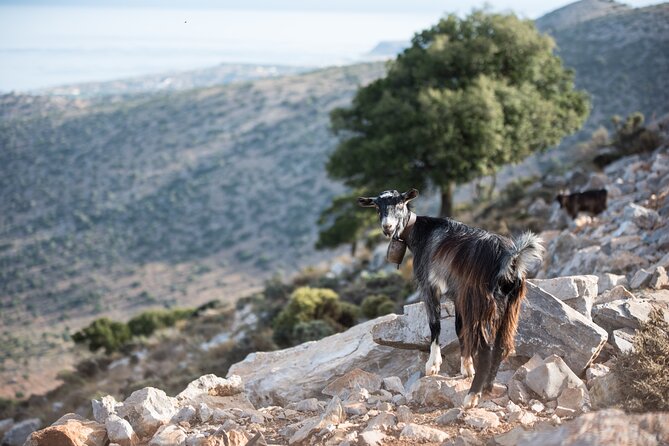 PRIVATE-Zeus Cave-Knossos-Olive oil Factory-Traditional Villages. - Heraklion city drive: Lion Square, Venetian walls, and Saint Titus