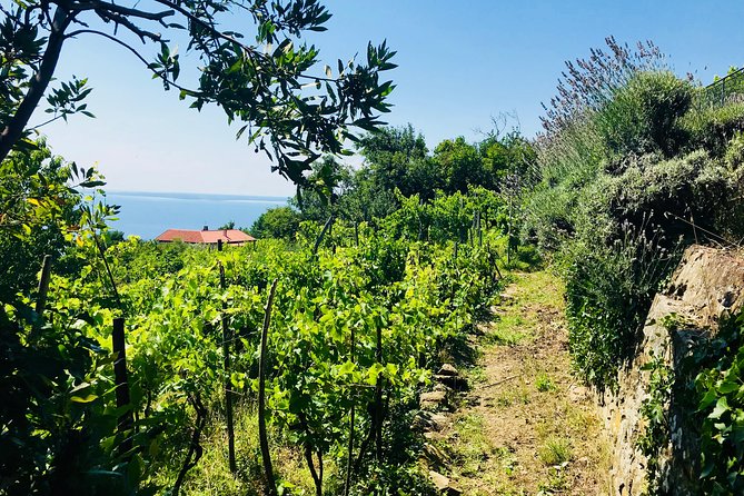 Prosecco Origins Wine Experience - What You’ll Learn While You Taste Prosecco