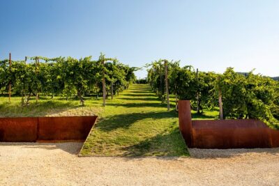 Prosecco tasting, appetizers and tour of the cellar and vineyards - Four glasses of Cartizze: Brut, Dry, and the organic bottlings