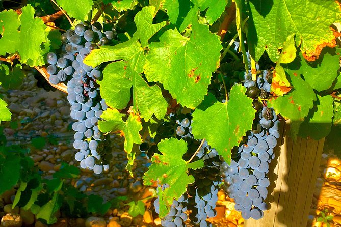 Provence Cru Wine Small-Group Half-Day Tour from Avignon - Tastings, pace, and the little extras (like chocolate)