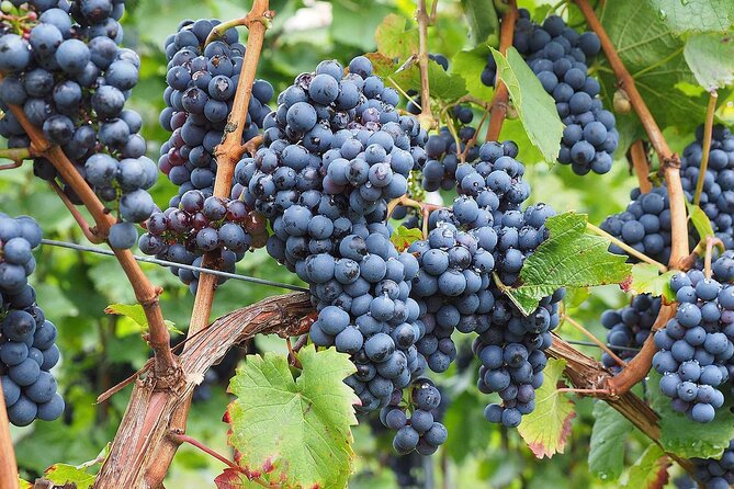 Provence Organic Wine Tasting Half Day Tour from Nice - Group size, guides, and the timing reality