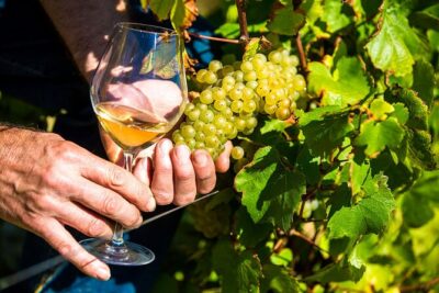 Provence Organic Wine Tasting Half Day Tour from Nice - Saint-Jeannet: what the organic cellar tasting is really like