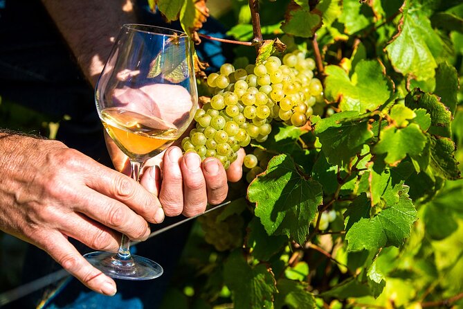 Provence Organic Wine Tasting Half Day Tour from Nice - Saint-Jeannet: what the organic cellar tasting is really like