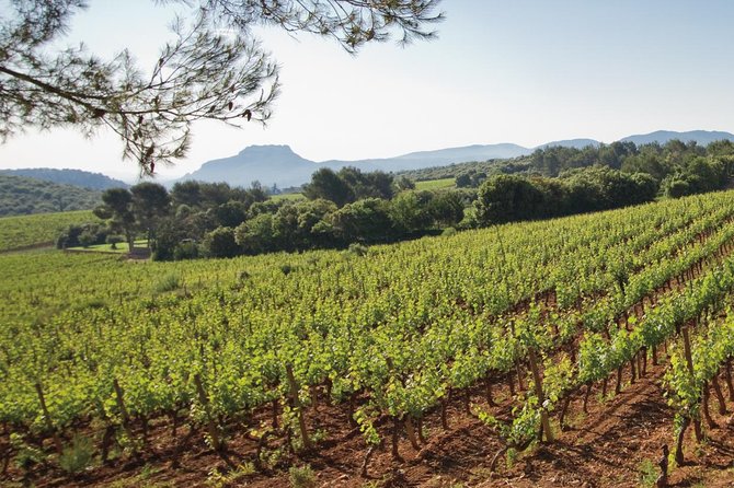 Provence Wine Tour - Private Day Tour from Nice - The Tastings: How the Around 15 Wines Feel in Real Life