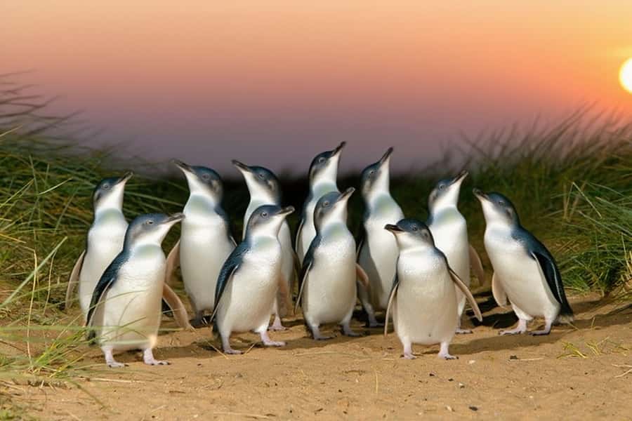 Puffing Billy Penguin Parade Winery Chocolaterie All-in-One - Rochford Wines: cool-climate tasting with optional spend