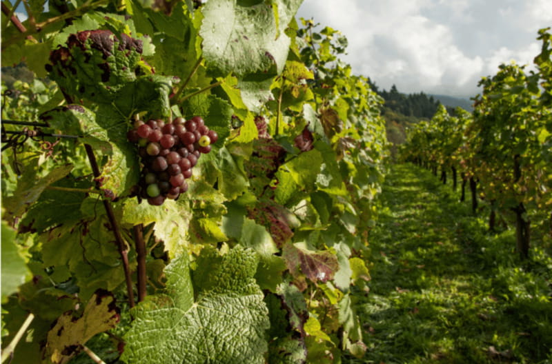 Quebec City: Island of Orleans Wine Tour - Stop 1: Domaine Sainte-Famille and learning the wine-making basics