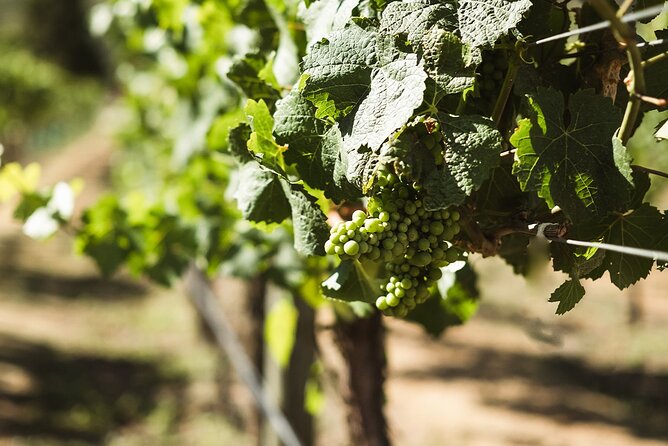 Queenstown: Afternoon Wine & Beer Tour with Platters - Guides that bring the region to life (from Stuart to Shanay and Ash)