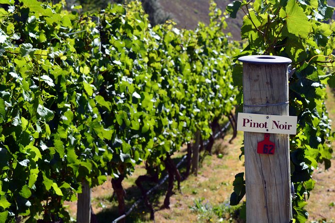 Queenstown Afternoon Wine Tour - Peregrine | Kinross | Amisfield - Kinross Winery cellar door: stories, partners, and a slower pace