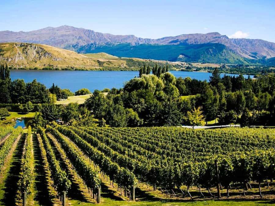 Queenstown, Arrowtown, Gibbston: Flexible Wine Hopper Tours - Beyond the cave: Kinross, Mt Rosa, Brennan, Rockburn, and Church tastings