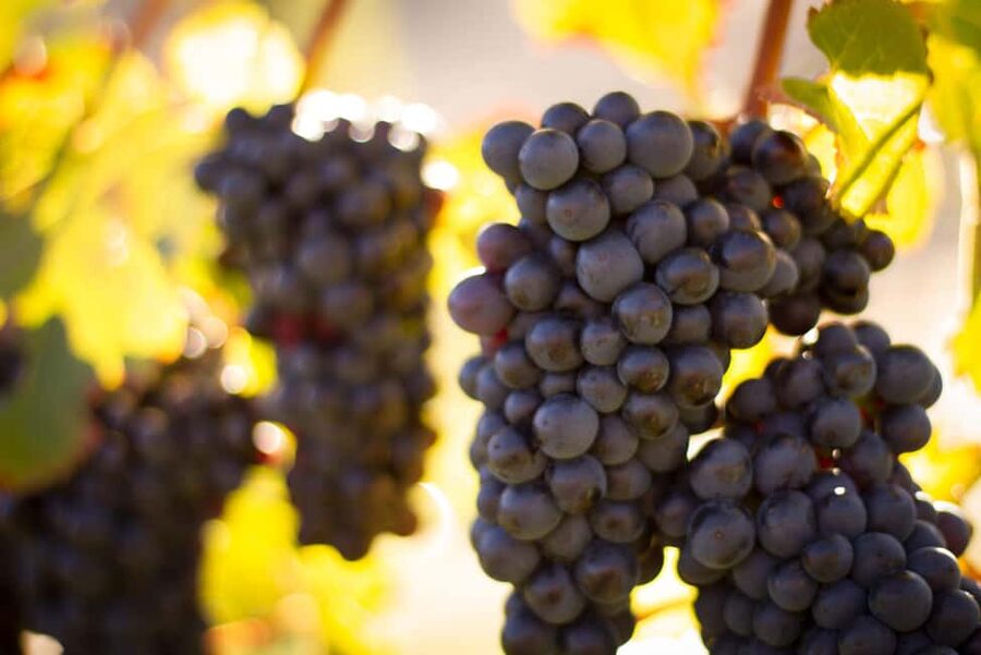 Queenstown: Wine & Food Tour, Scenic Tastings & Paired Lunch - Wine Tastings: How Much You’ll Really Drink (and What You’ll Learn)