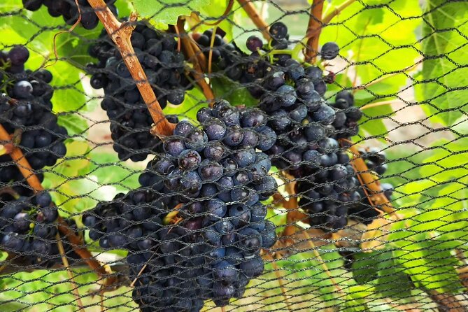 Queenstown Wine Tour - What You Really Get for $61.44: Transport and Planning, Plus Flex Spending