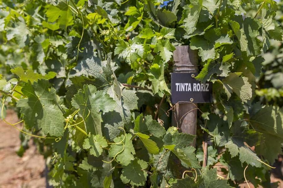 Régua: Wine tasting at a Quinta, traditional lunch, cruise, and train ride - Who should book this tour (and who should skip it)