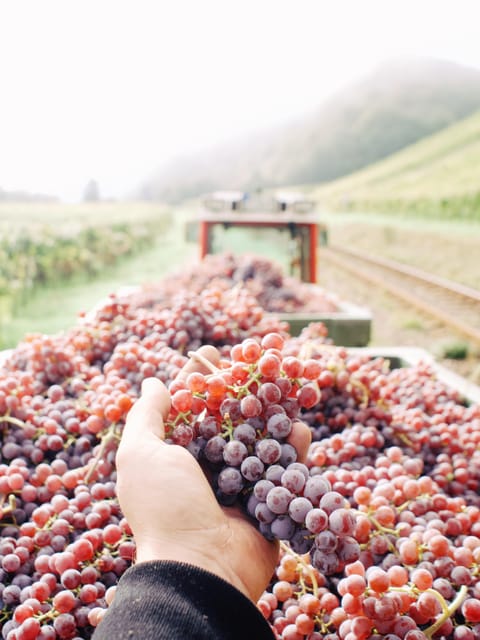 Reil, Mosel: Guided organic wine tasting and cellar tour - A balanced reality check: what the tour is not