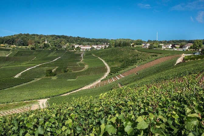 Reims afternoon tour Champagne and family growers - Transport, Group Size, and the Comfort Factor